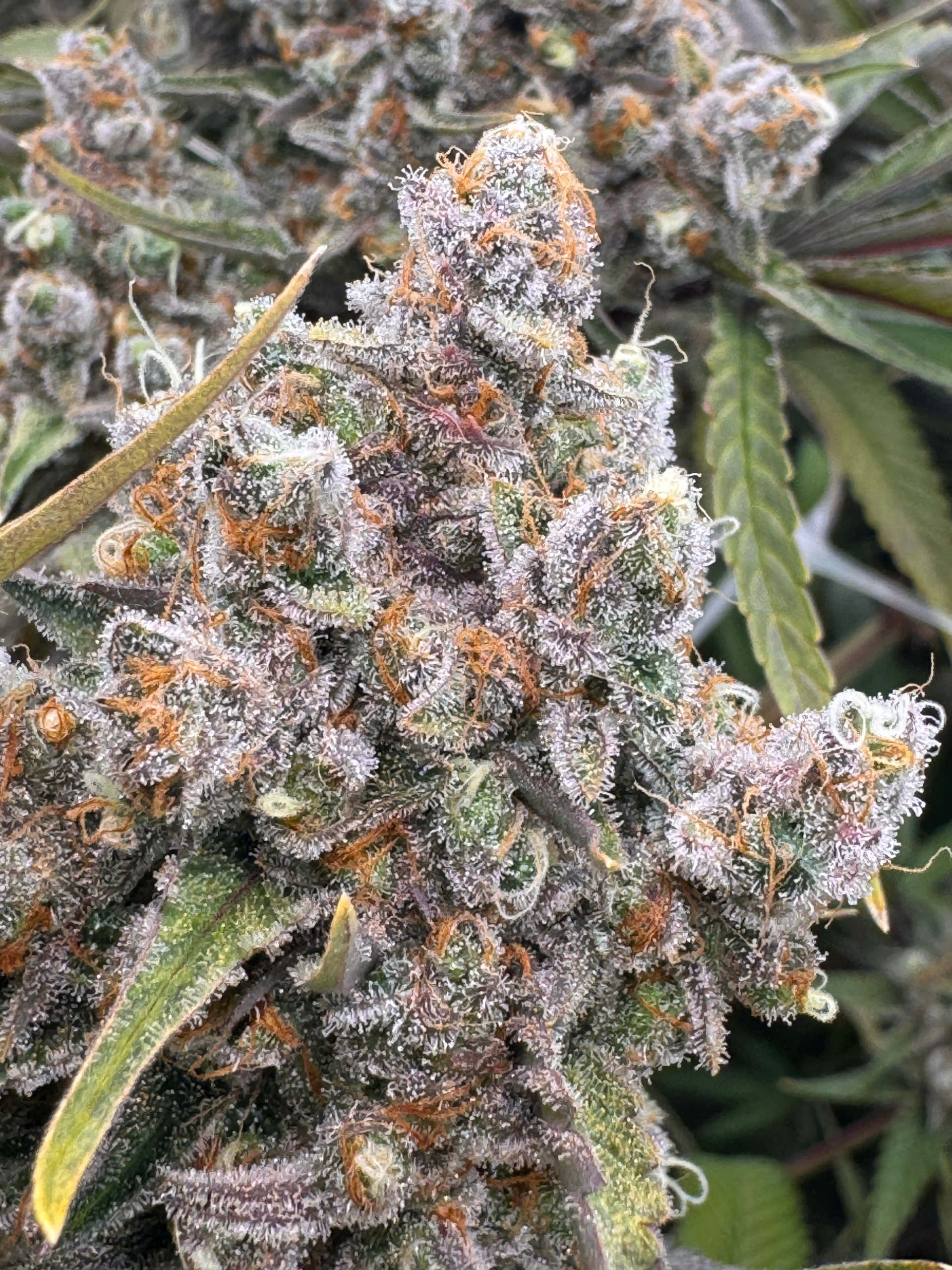 OG X GSC - Image 2